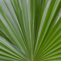 اره پالمتو Saw Palmetto